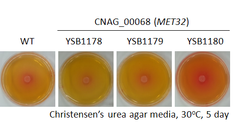 Urease phenotype for CNAG_00068T0