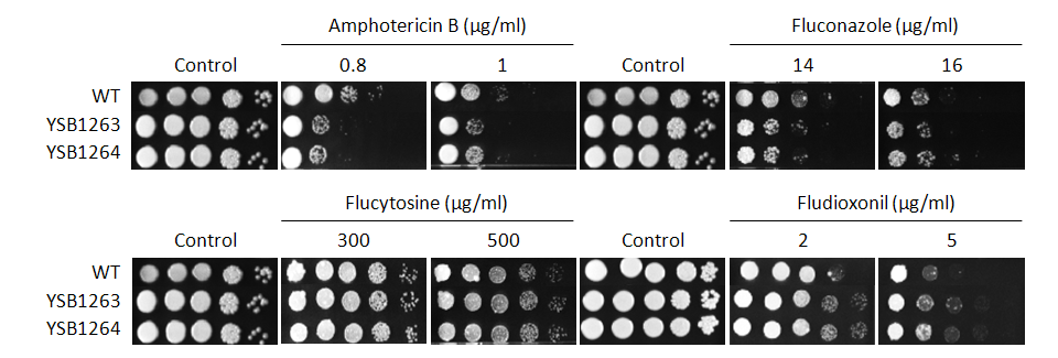 Antifungal drug susceptibility for CNAG_00156T1