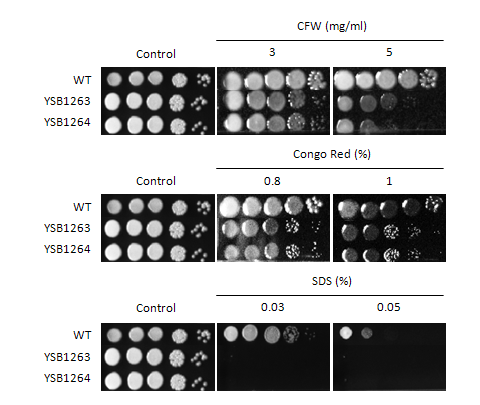 Cell wall stress phenotype for CNAG_00156T1