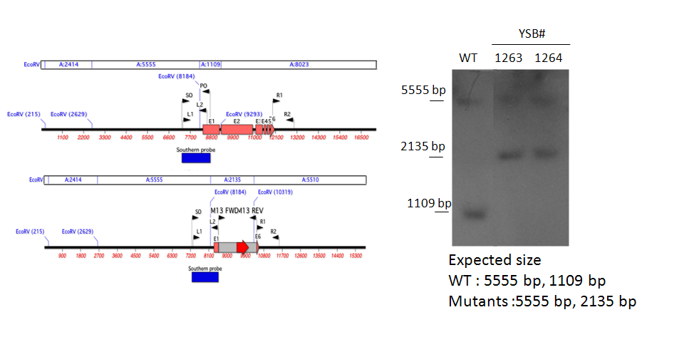 Gene disruption strategy for CNAG_00156T1
