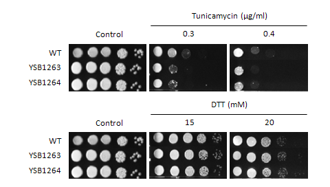 ER stress phenotype for CNAG_00156T1