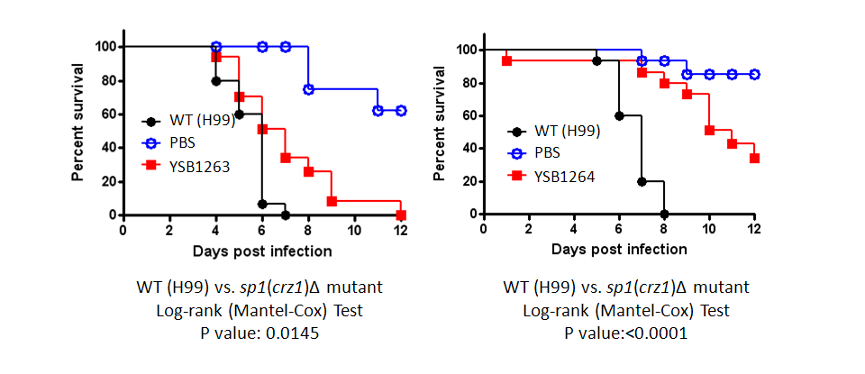 Galleria mellonella virulence data for CNAG_00156T1