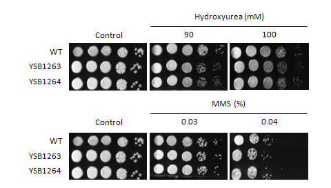 Genotoxic stress phenotype for CNAG_00156T1