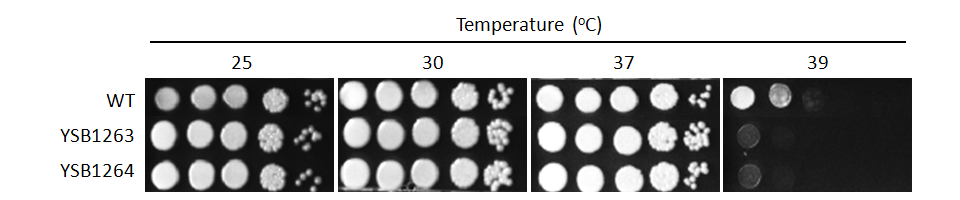 Growth phenotype for CNAG_00156T1