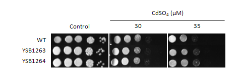 Heavy metal stress phenotype for CNAG_00156T1