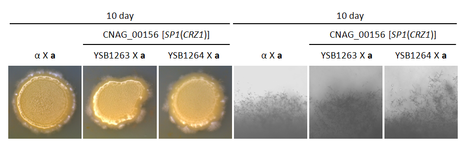 Mating phenotype for CNAG_00156T1