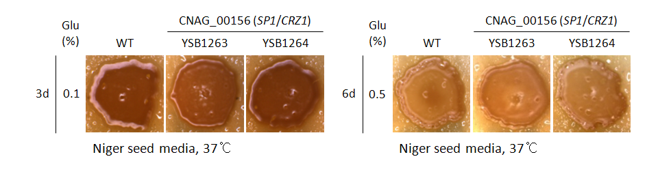 Melanin phenotype for CNAG_00156T1