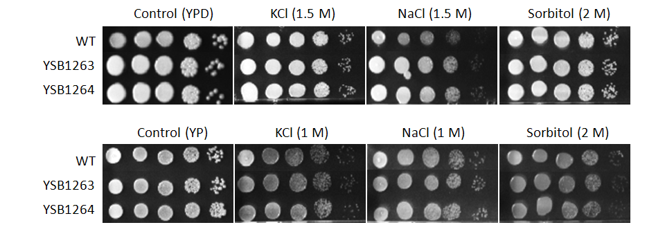 Osmotic stress phenotype for CNAG_00156T1