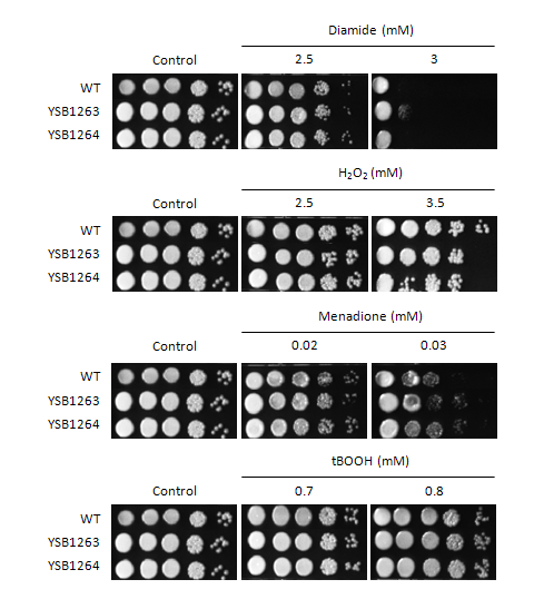 Oxidative stress phenotype for CNAG_00156T1