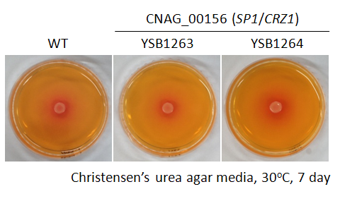Urease phenotype for CNAG_00156T1
