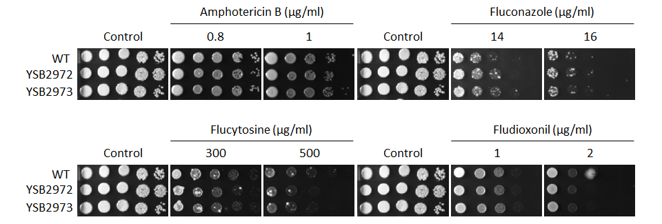 Antifungal drug susceptibility for CNAG_00193T0