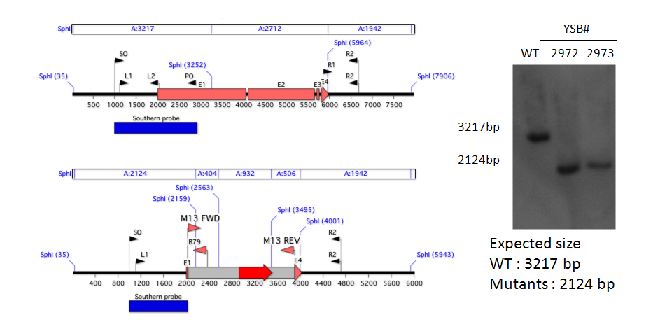 Gene disruption strategy for CNAG_00193T0