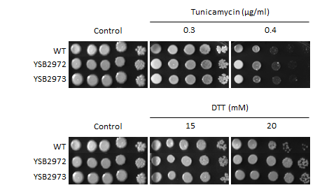 ER stress phenotype for CNAG_00193T0