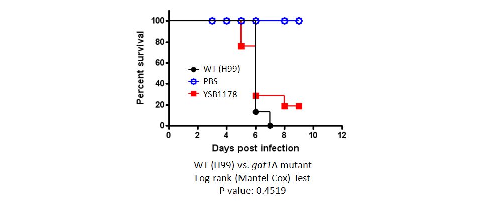 Galleria mellonella virulence data for CNAG_00193T0
