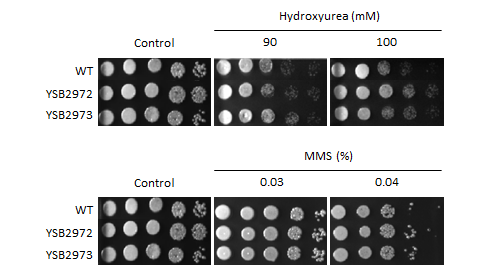 Genotoxic stress phenotype for CNAG_00193T0