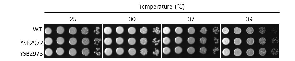 Growth phenotype for CNAG_00193T0