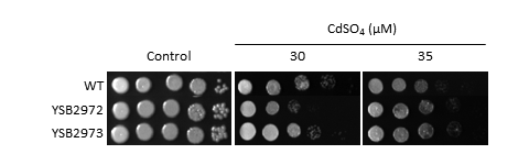 Heavy metal stress phenotype for CNAG_00193T0