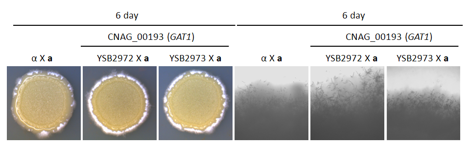 Mating phenotype for CNAG_00193T0