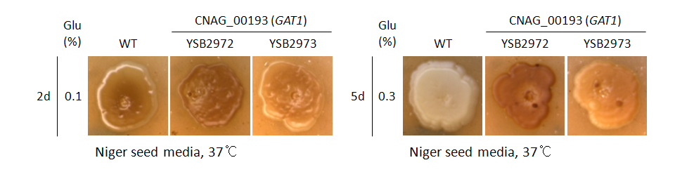 Melanin phenotype for CNAG_00193T0