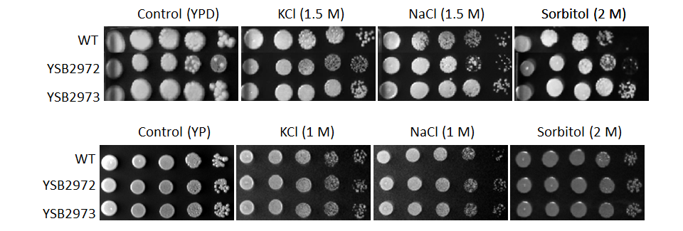 Osmotic stress phenotype for CNAG_00193T0