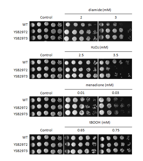 Oxidative stress phenotype for CNAG_00193T0