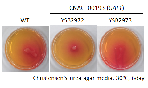 Urease phenotype for CNAG_00193T0