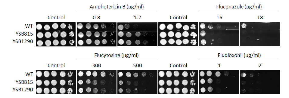 Antifungal drug susceptibility for CNAG_00239T0