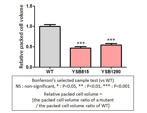 Capsule phenotype for CNAG_00239T0