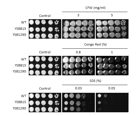Cell wall stress phenotype for CNAG_00239T0