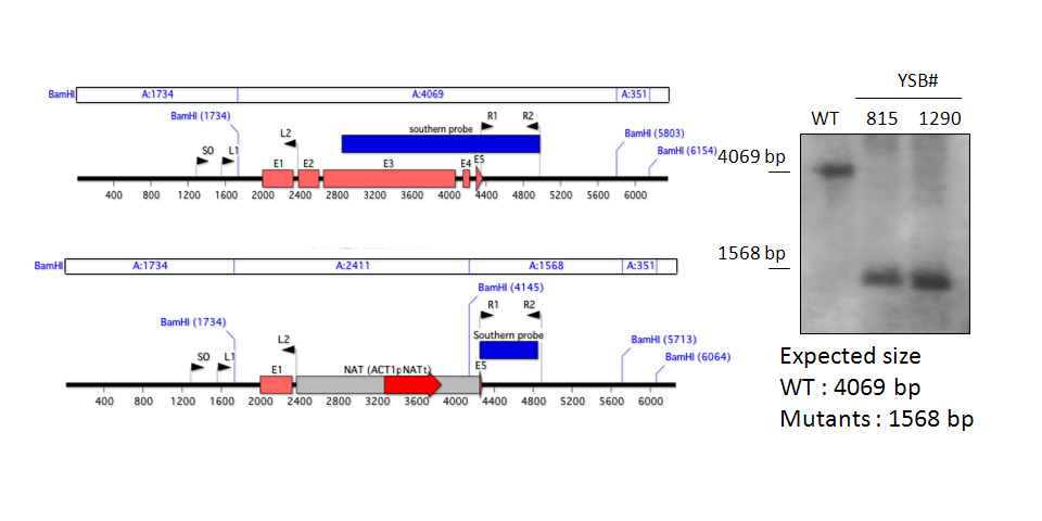 Gene disruption strategy for CNAG_00239T0