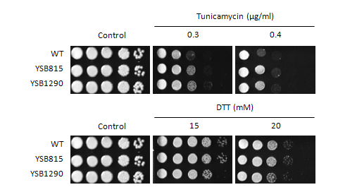 ER stress phenotype for CNAG_00239T0