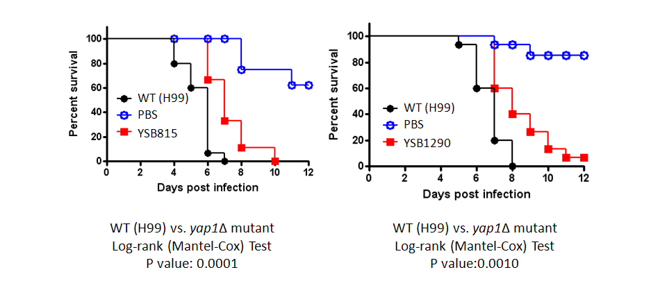 Galleria mellonella virulence data for CNAG_00239T0