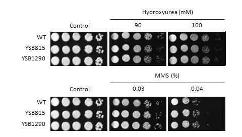 Genotoxic stress phenotype for CNAG_00239T0
