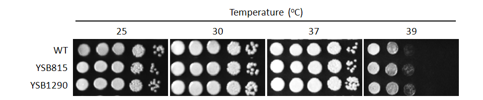 Growth phenotype for CNAG_00239T0