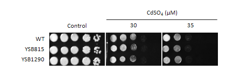 Heavy metal stress phenotype for CNAG_00239T0