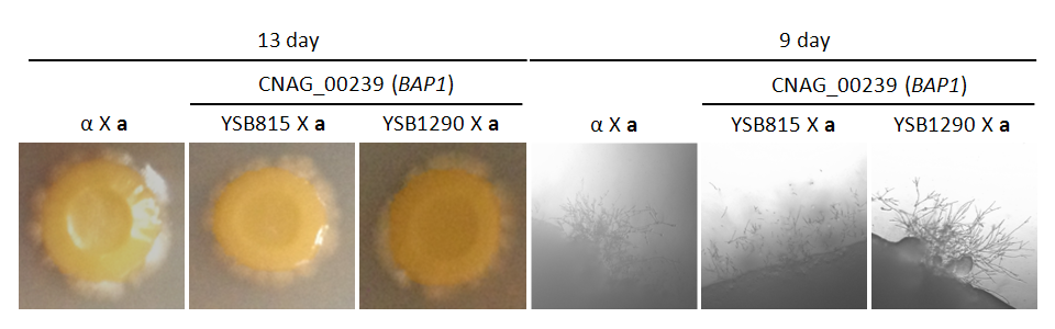 Mating phenotype for CNAG_00239T0