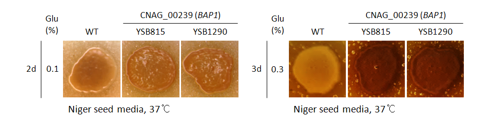 Melanin phenotype for CNAG_00239T0