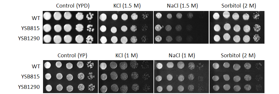 Osmotic stress phenotype for CNAG_00239T0