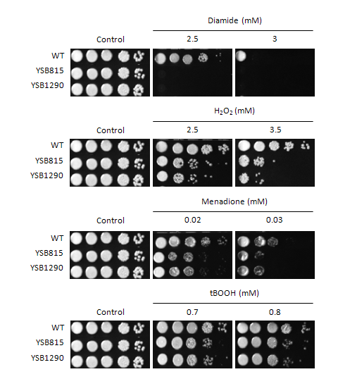 Oxidative stress phenotype for CNAG_00239T0