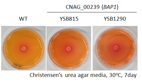 Urease phenotype for CNAG_00239T0