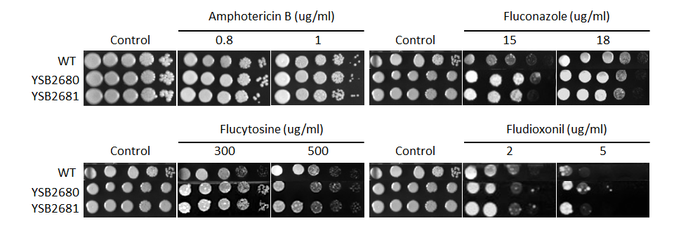 Antifungal drug susceptibility for CNAG_00332T0