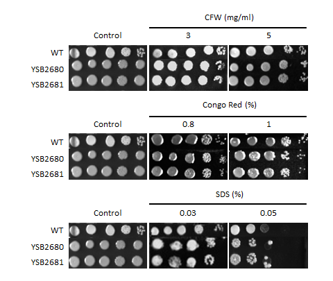 Cell wall stress phenotype for CNAG_00332T0
