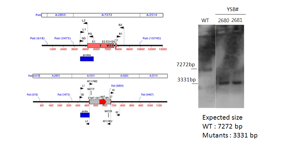 Gene disruption strategy for CNAG_00332T0