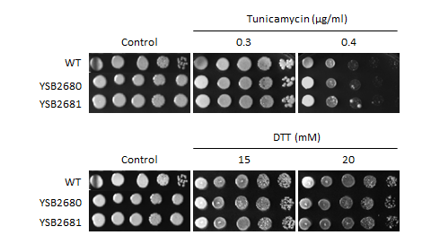 ER stress phenotype for CNAG_00332T0