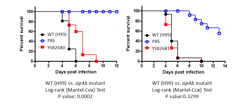 Galleria mellonella virulence data for CNAG_00332T0