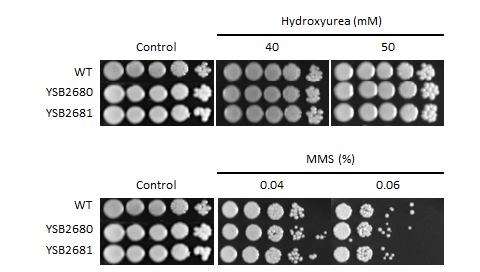 Genotoxic stress phenotype for CNAG_00332T0