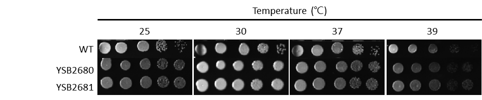 Growth phenotype for CNAG_00332T0