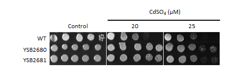 Heavy metal stress phenotype for CNAG_00332T0