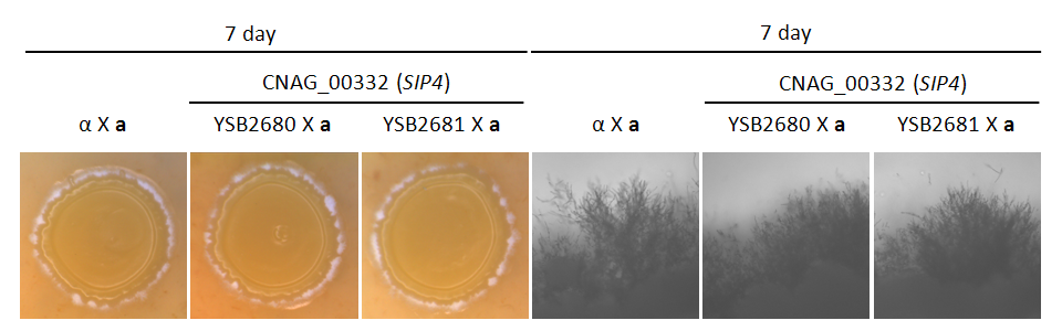 Mating phenotype for CNAG_00332T0