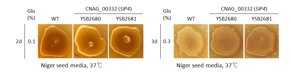 Melanin phenotype for CNAG_00332T0